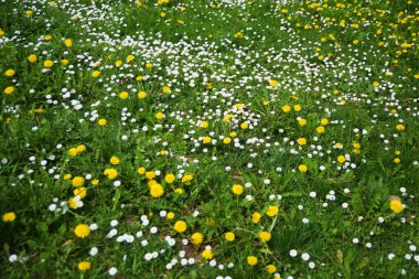 Yeşil bahçede güneşli bir günde bahar beyaz ve sarı çiçekleri. Bahar arkaplanı.