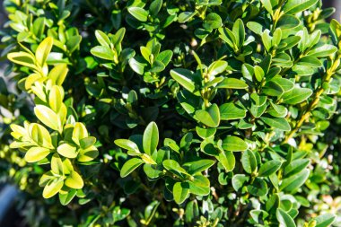 Güneşli bahar gününde yeşil çalı.