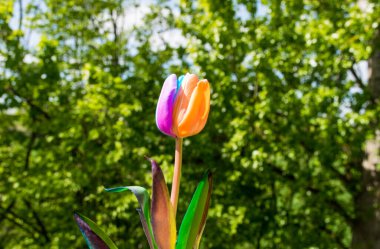 Beautiful tulip with multi-color petals, flower in a spring green garden. clipart