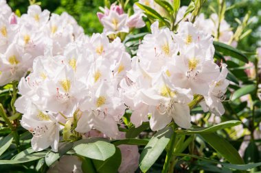 Bahar bahçesinde güzel beyaz çiçekler güneşli bir günde.
