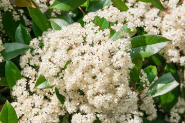 Güneşli bir günde bahar bahçesinde yeşil yapraklı güzel beyaz çiçekler.