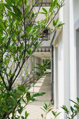 Bahçesinde dekoratif yeşil bitkiler olan beyaz, güzel bir otel. Baden-Baden 'de yaz manzarası. 