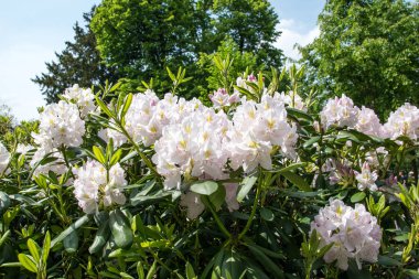 Büyük yaz bahçesinde yapraklı beyaz çiçekler güneşli bir günde ağaçlarla.