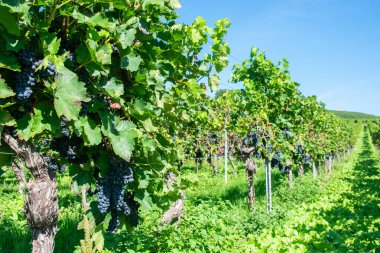 Üzüm bağında güneşli havada bir sürü ağaç ve büyük bir demet kırmızı şarap üzümü. 