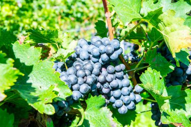 Bunche of red wine grapes in sunny weather on the vineyard. Summer harvest for nature background. clipart