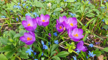 İlk bahar mor büyük çiçekler güneşli bir günde yeşil çimen bahçesinde. Bahar arka planı. Kar damlaları.