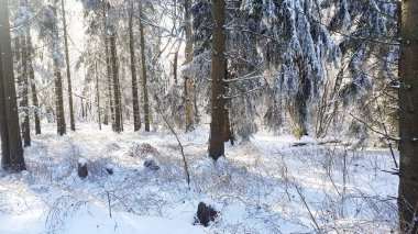 Kış ormanında güneş ışığı. Soğuk havada kar ve buzla kaplı bir sürü ağaç.