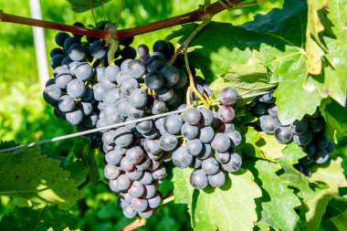 Big bunche of red wine grapes in sunny weather on the vineyards. Harvest for nature background. clipart