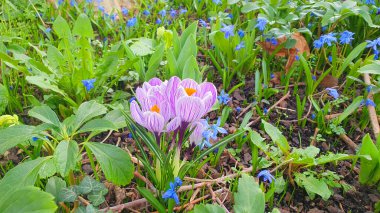 İlk bahar mor büyük çiçekler güneşli bir günde yeşil çimen bahçesinde. Bahar arka planı. Kar damlaları.