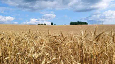 Güneşli yaz havasında buğday tarlası. Çok olgunlaştıran buğday kulakları. Gökyüzü ufku.