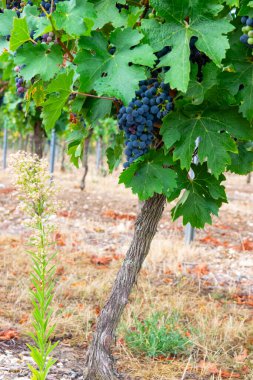 Big bunche of red wine grapes in sunny weather on the vineyard. Summer harvest for nature background. clipart