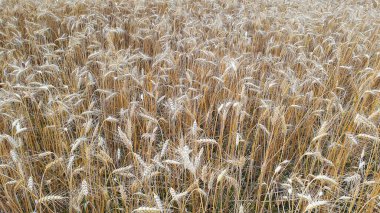 Güneşli yaz havasında buğday tarlası. Olgunlaşan buğday kulakları. 