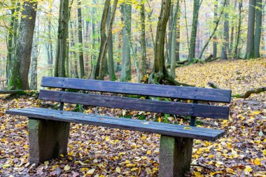 Sonbahar ormanında bir sürü ağaç ve sarı yapraklı ahşap bank. Narure arkaplanda dinlen..