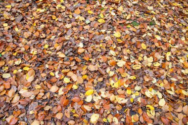 Sarı kirli yapraklar ve büyük ormandaki toprak zemininde kuru çiçekler. Doğa arkaplanı.