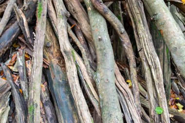 Sonbahar ormanlarında yapraklar olmadan çok kuru ağaç dalları. Doğa arkaplanı.