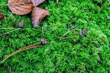 Ormanda taze yeşil yosun. Duvar kâğıdı için yosun içeren güzel doğal arkaplan.