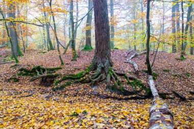 Sarı ve turuncu yapraklar, ağaçlar, yeryüzünün kökleri sonbahar ormanında ağacın yanında. Doğa renkli arkaplan.