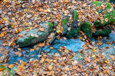 Sarı ve turuncu yapraklar, sonbahar ormanlarındaki ağacın yanındaki nehirde su. Doğa renkli arkaplan.