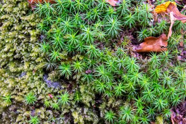 Ormanda taze yeşil yosun. Duvar kâğıdı için yosun içeren güzel doğal arkaplan.
