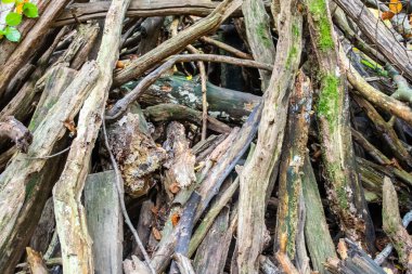 Sonbahar ormanlarında yapraklar olmadan çok kuru ağaç dalları. Doğa arkaplanı.