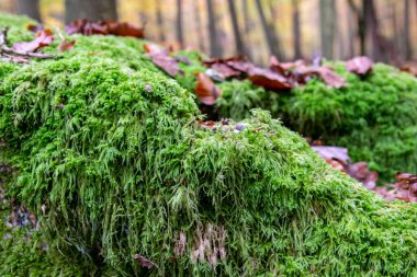 Ormanda taze yeşil yosun. Duvar kâğıdı için yosun içeren güzel doğal arkaplan.