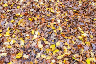 Sarı kirli yapraklar ve büyük ormandaki toprak zemininde kuru çiçekler. Doğa arkaplanı.