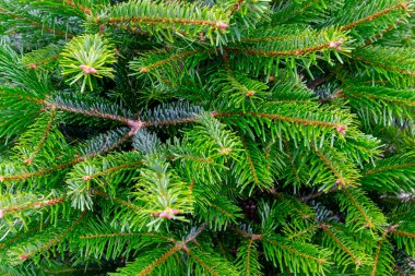 Dışarıda çok güzel süslenmiş. Şehir caddesinde yeşil dalları olan bir Noel ağacı..