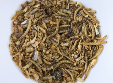 Sarı mealwurm. Kurutulmuş solucanlar yemek olarak yer ya da beyaz arka planda böcek eti pişirir. İyi protein kaynağı. 
