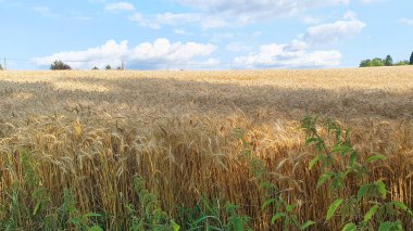 Güneşli yaz havasında buğday tarlası. Çok olgunlaştıran buğday kulakları. Gökyüzü ufku.