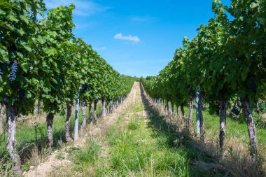 Vineyard in Germany in summer harvest. Large bunches of red wine grapes in sunny weather. Nature background.