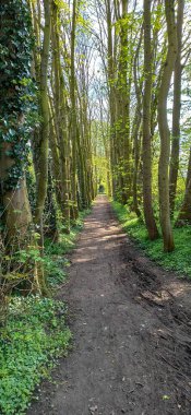 Ağaçların arasında patika var.