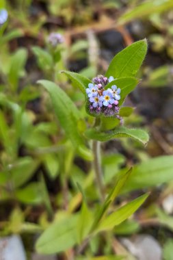 Mavi unutma beni çiçekleri ve pembe tomurcuklar
