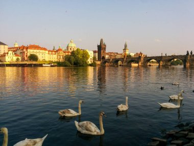 Prag 'daki Vltava nehrinde kuğular, şehir manzarası ve Charles Köprüsü.