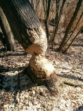 Tree in the forest gnawed by beavers clipart