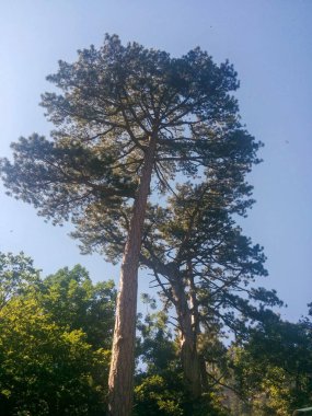 Mavi gökyüzüne karşı uzun çam ağaçları