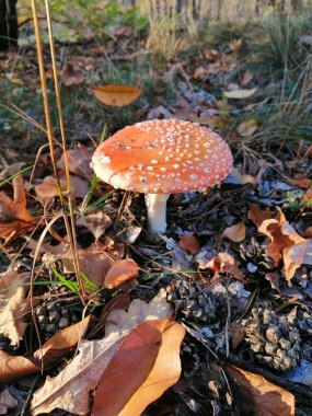 Ormanın zemininde kızıl sinek. 