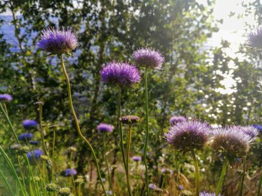 Ormanda mor yabani çiçekler 