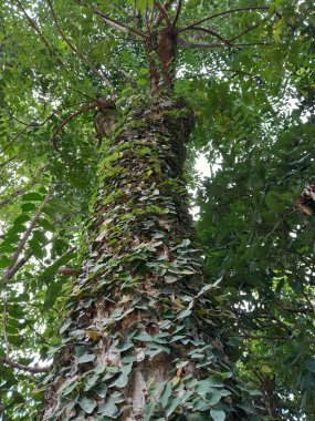 Uzun boylu ağaçlar gölge altında
