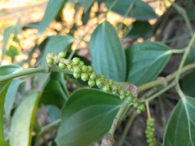 Yiyeceğin tadını arttıran malzemeler.