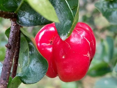 Kırmızı kiraz tatlı ve ekşi