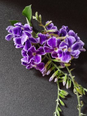 parlak ve güzel renkli çiçek.