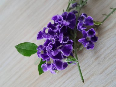 parlak ve güzel renkli çiçek.