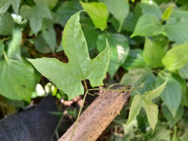 Doğanın farklı güzelliği.