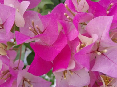 Tam çerçeveli pembe flora