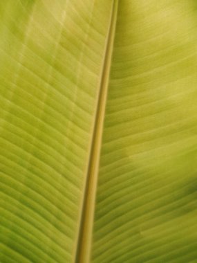 Yaprakların üzerinde inanılmaz bir yapı