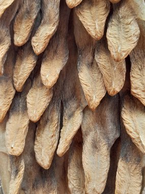 Bitkinin garip görünen kısmı.