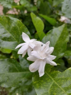 Yazın açan çiçekleri