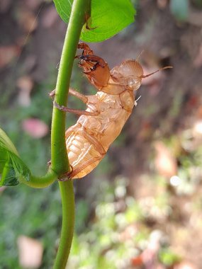 Ağustos böcekleri çürür ve bitkilerde leke bırakır.