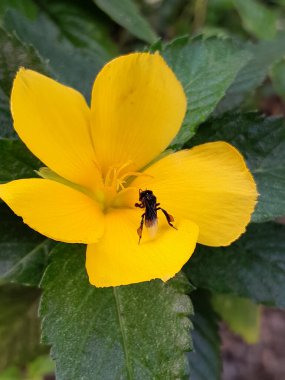 İğnesiz arı, çiçeklerden nektar yiyen bir böcek türüdür.