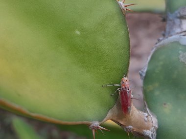 Yaprakların üzerinde parlak renkli böcekler oturuyor.